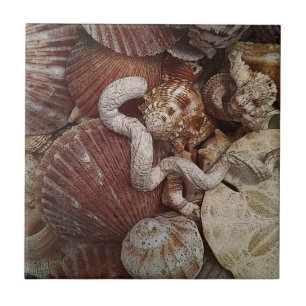 Azulejo De Cerâmica Dólar de areia Beachy dos Seashells