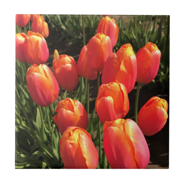 Azulejo De Cerâmica Dordogne Tulips, Oregon (Frente)