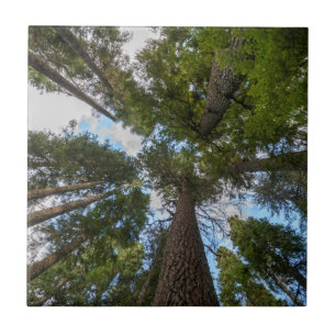 Azulejo De Cerâmica dossel da árvore Douglas Fir