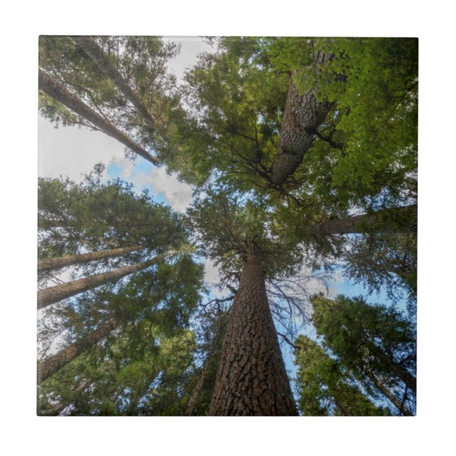 Azulejo De Cerâmica dossel da árvore Douglas Fir (Frente)
