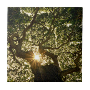 Azulejo De Cerâmica Dossel de árvore Sunstar do Banyan