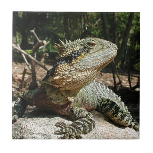 Azulejo De Cerâmica Dragão de água australiano