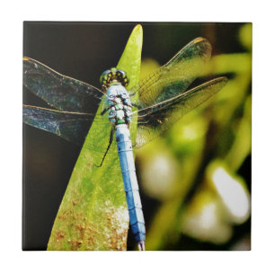 Azulejo De Cerâmica Dragonfly Azul