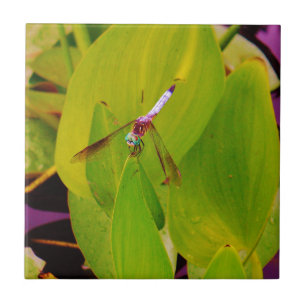 Azulejo De Cerâmica Dragonfly Azul Teal sobre Folha Verde.