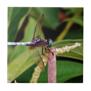 Azulejo De Cerâmica Dragonfly com flores brancas