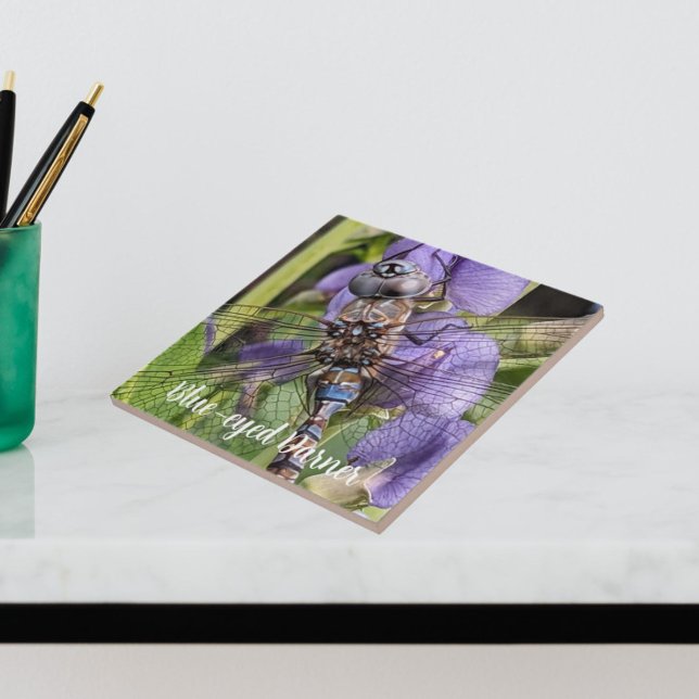 Azulejo De Cerâmica Dragonfly Darner de olhos azuis na Flor (In Situ)