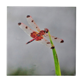 AZULEJO DE CERÂMICA  DSC00029.JPG