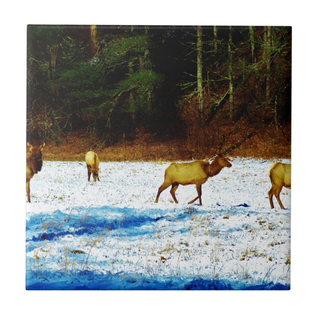 AZULEJO DE CERÂMICA  DSC00131.JPG (Frente)