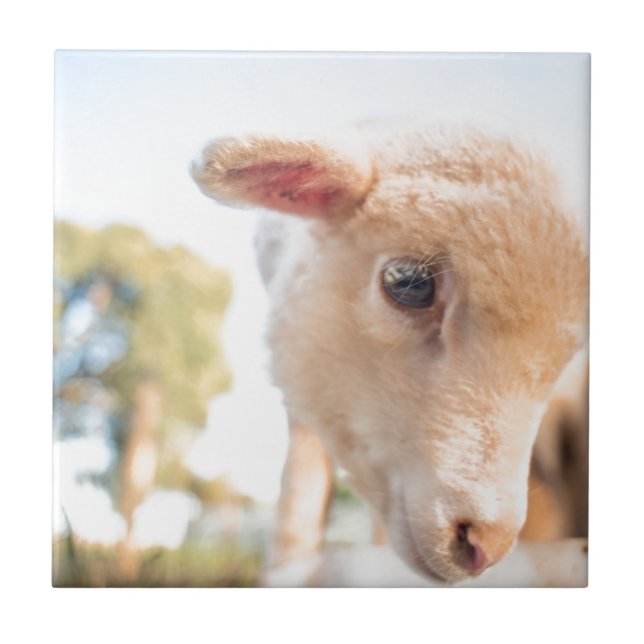 AZULEJO DE CERÂMICA  _DSC2491 (Frente)