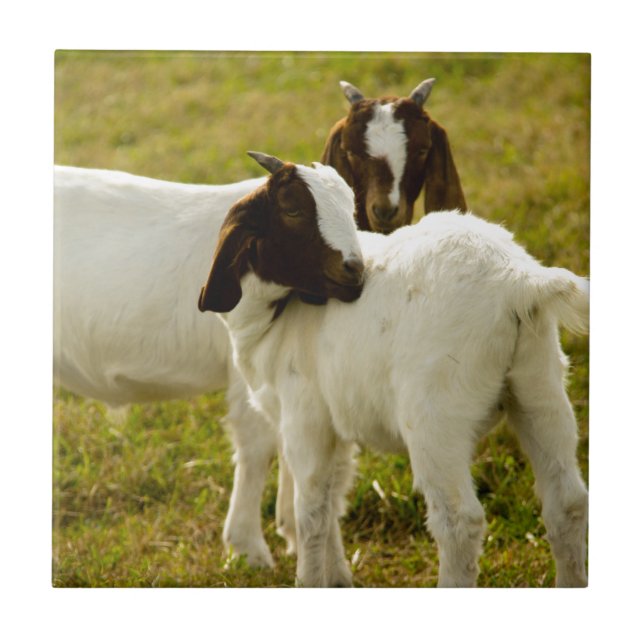 Azulejo De Cerâmica Duas cabras Boer fofas rústicas (Frente)