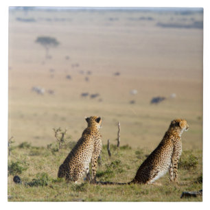 Azulejo De Cerâmica Duas chitas no olhar