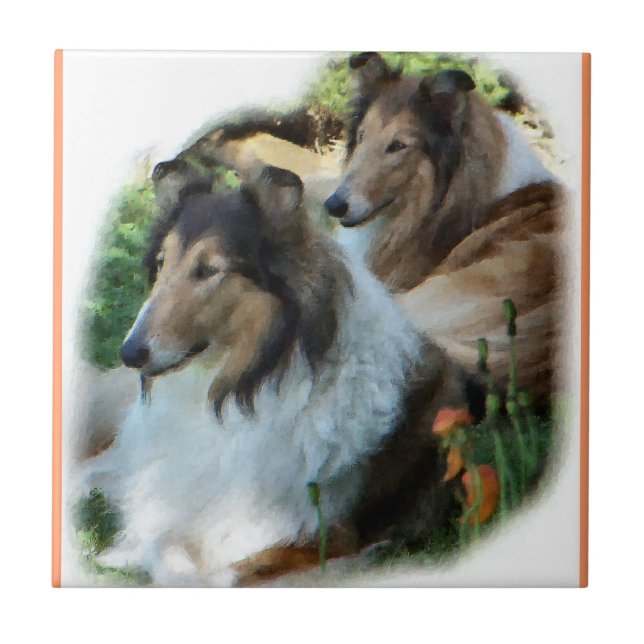 Azulejo De Cerâmica Duas Collies Sable Rough (Frente)