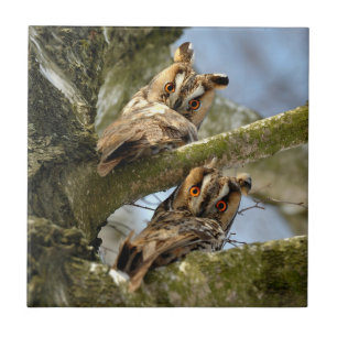 Azulejo De Cerâmica Duas Corujas nos Bosques, aves, vida selvagem Tel