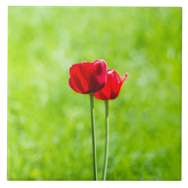 Azulejo De Cerâmica Duas flores de tulipa vermelhas (Frente)