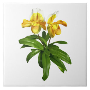 Azulejo De Cerâmica Duas Orquídeas Amarelas