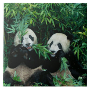 Azulejo De Cerâmica Duas pandas que comem o bambu junto, Wolong, 2
