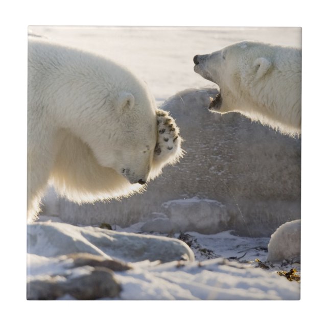 Azulejo De Cerâmica Duas Ursos Polares (Frente)