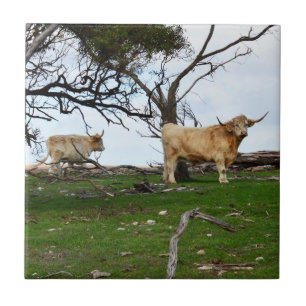 Azulejo De Cerâmica Duas vacas das Terras Altas cor cervo em terras ru
