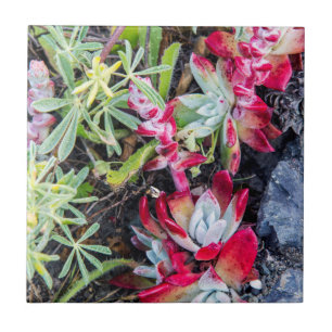 Azulejo De Cerâmica Dudleya Costeira no Point Reyes National Seashore