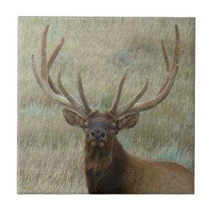 Azulejo De Cerâmica E10 Alce Macho em Antler em Tiro na Cabeça