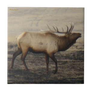 Azulejo De Cerâmica E40 Alce Macho Bugling