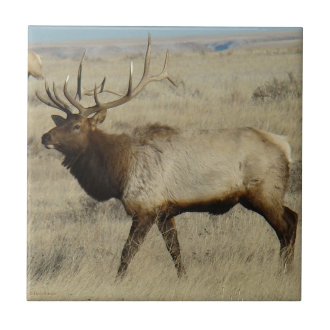 Azulejo De Cerâmica E55 Bull Elk (Frente)