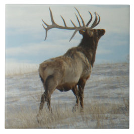 Azulejo De Cerâmica E58 Touro Elk Lucky 13 Touro