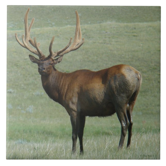 Azulejo De Cerâmica E65 Bull Elk Muddy Bull em Velvet (Frente)