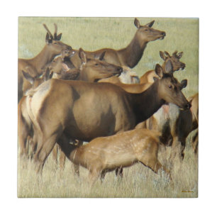 Azulejo De Cerâmica E7 Vaca Alce Alimentando Bezerro