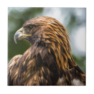 Azulejo De Cerâmica Eagle dourado (chrysaetos) de aquila - Utá