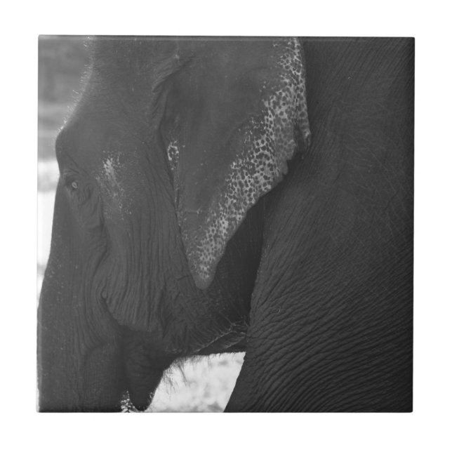 Azulejo De Cerâmica Elefante (Frente)