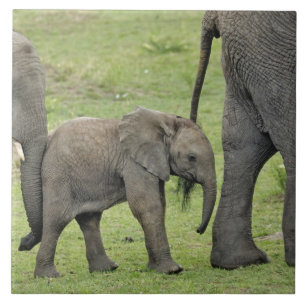 Azulejo De Cerâmica Elefante africano fêmea com bebê