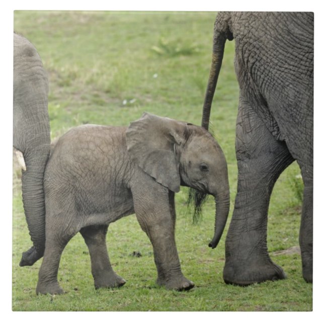 Azulejo De Cerâmica Elefante africano fêmea com bebê (Frente)