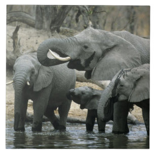 Azulejo De Cerâmica Elefante Africano, (Loxodonta africana), bebendo