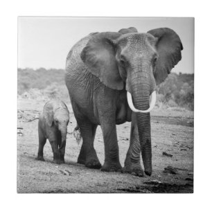 Azulejo De Cerâmica Elefante africano & vitelas Kenya, África