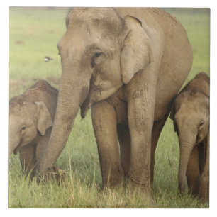 Azulejo De Cerâmica Elefante Asiático Indiano e Filhotes