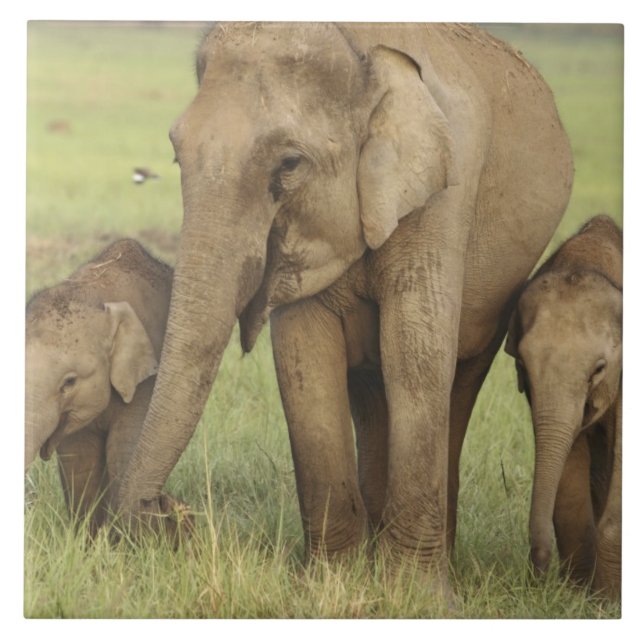 Azulejo De Cerâmica Elefante Asiático Indiano e Filhotes (Frente)
