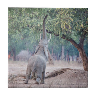 Azulejo De Cerâmica Elefante chegando à Acácia