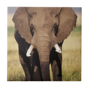 Azulejo De Cerâmica Elefante-da-savana-africano