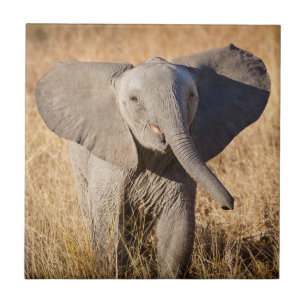 Azulejo De Cerâmica Elefante jovem da savana