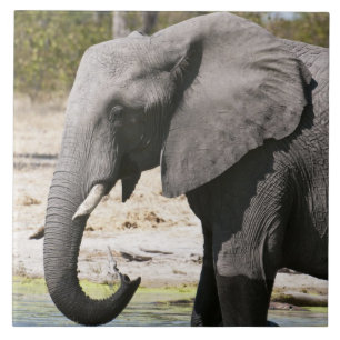 Azulejo De Cerâmica Elefante (Loxodonta africana), Canal de Savute