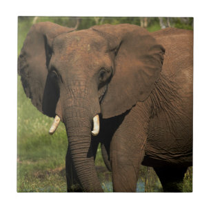 Azulejo De Cerâmica Elefante (Loxodonta Africana), Hwange Nacional