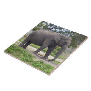 Azulejo De Cerâmica Elefante no Caminho da Campina Pacífico