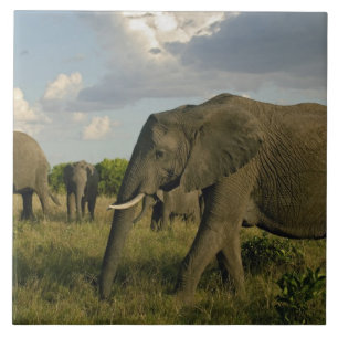 Azulejo De Cerâmica Elefantes africanos pastando, Loxodonta africana,