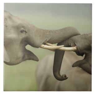 Azulejo De Cerâmica Elefantes da Ásia Indiana jogam Luta