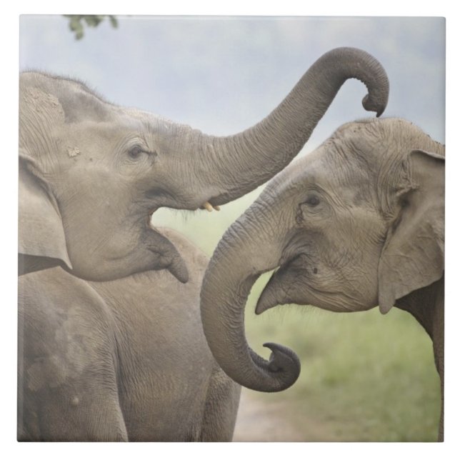 Azulejo De Cerâmica Elefantes da Ásia Indiana jogam Luta (Frente)