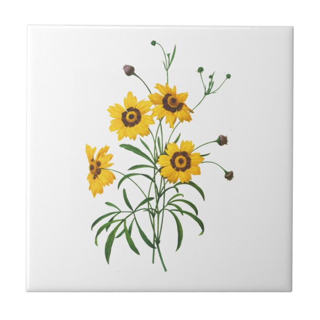 Azulejo De Cerâmica Elegans da Coreopsis Amarela de Pierre Joseph Redo (Frente)