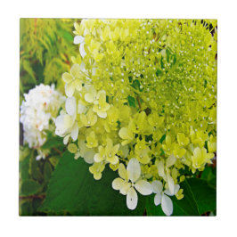 Azulejo De Cerâmica Elegante Hortênsia Limelight Verde Chartreuse