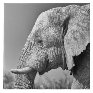 Azulejo De Cerâmica Elephant portrait