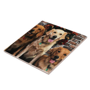 Azulejo De Cerâmica Empacotador Bella Darby #50 do golden retriever do
